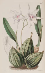 Laelia rubescens (jako syn. Laelia acuminata)